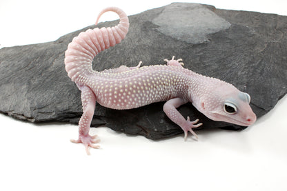 Snow Blizzard Leopard Gecko