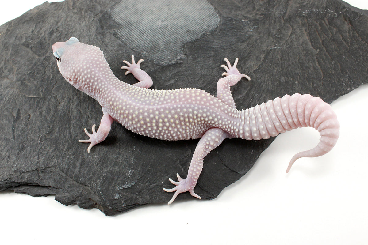 Snow Blizzard Leopard Gecko