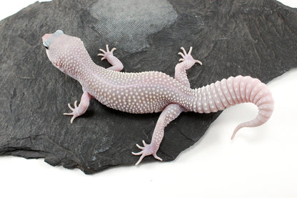 Snow Blizzard Leopard Gecko