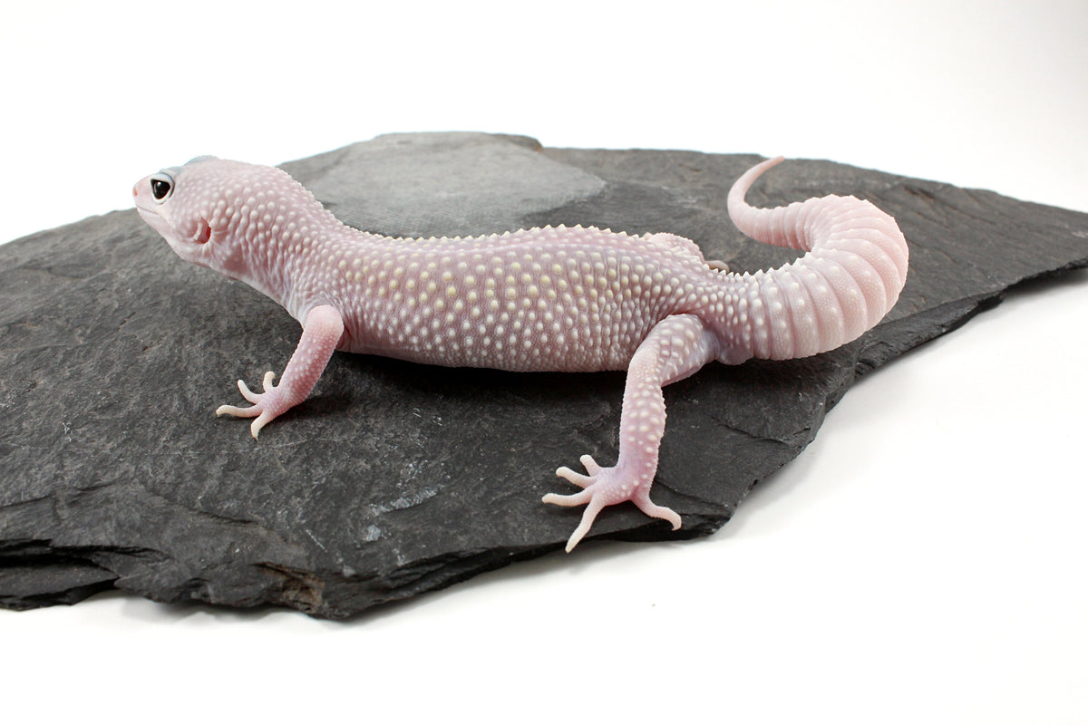 Snow Blizzard Leopard Gecko