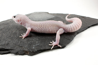 Snow Blizzard Leopard Gecko