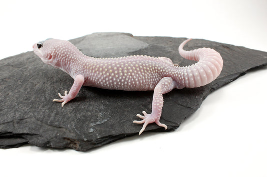 Snow Blizzard Leopard Gecko