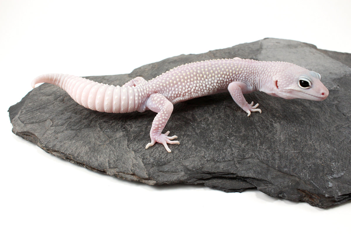 Snow Blizzard Leopard Gecko
