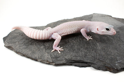 Snow Blizzard Leopard Gecko