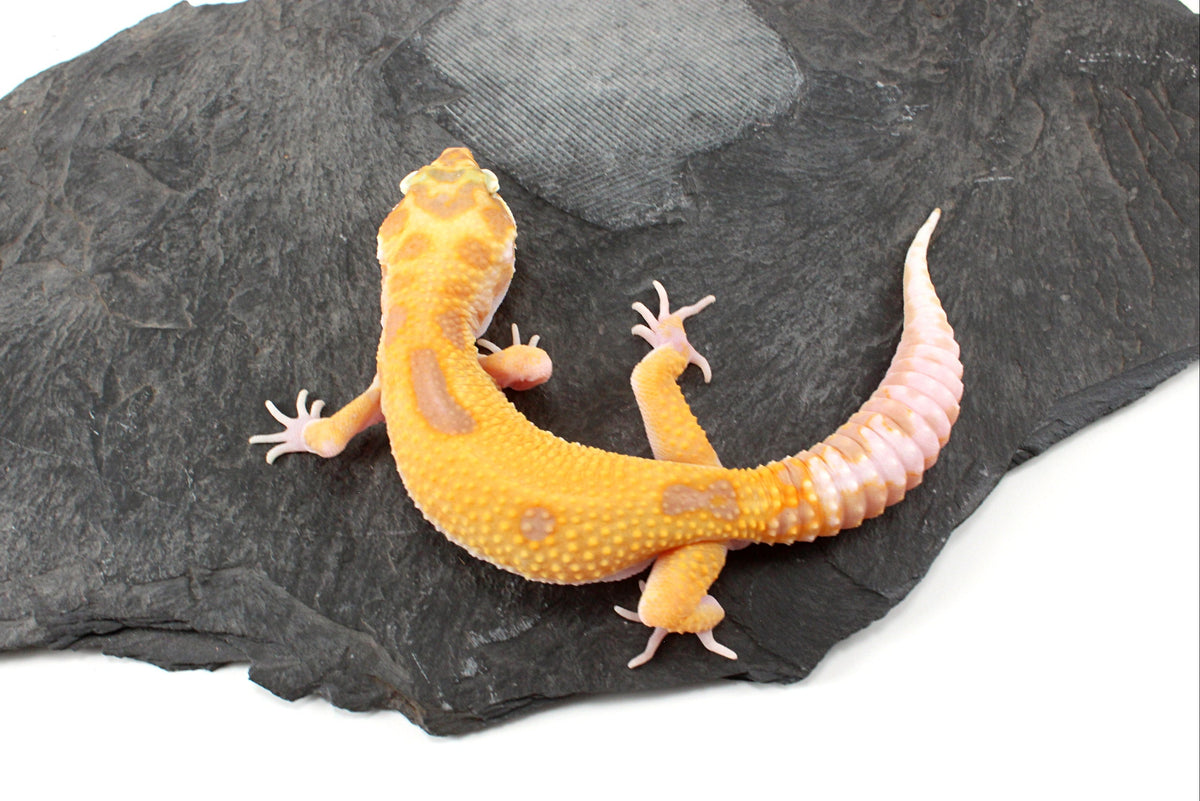 RAPTOR Leopard Gecko