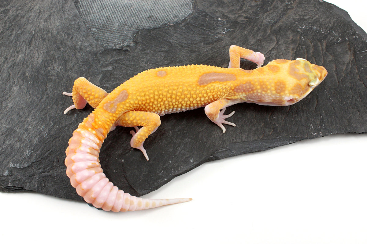 RAPTOR Leopard Gecko