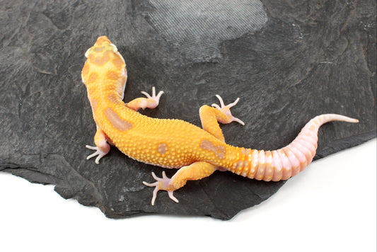 RAPTOR Leopard Gecko