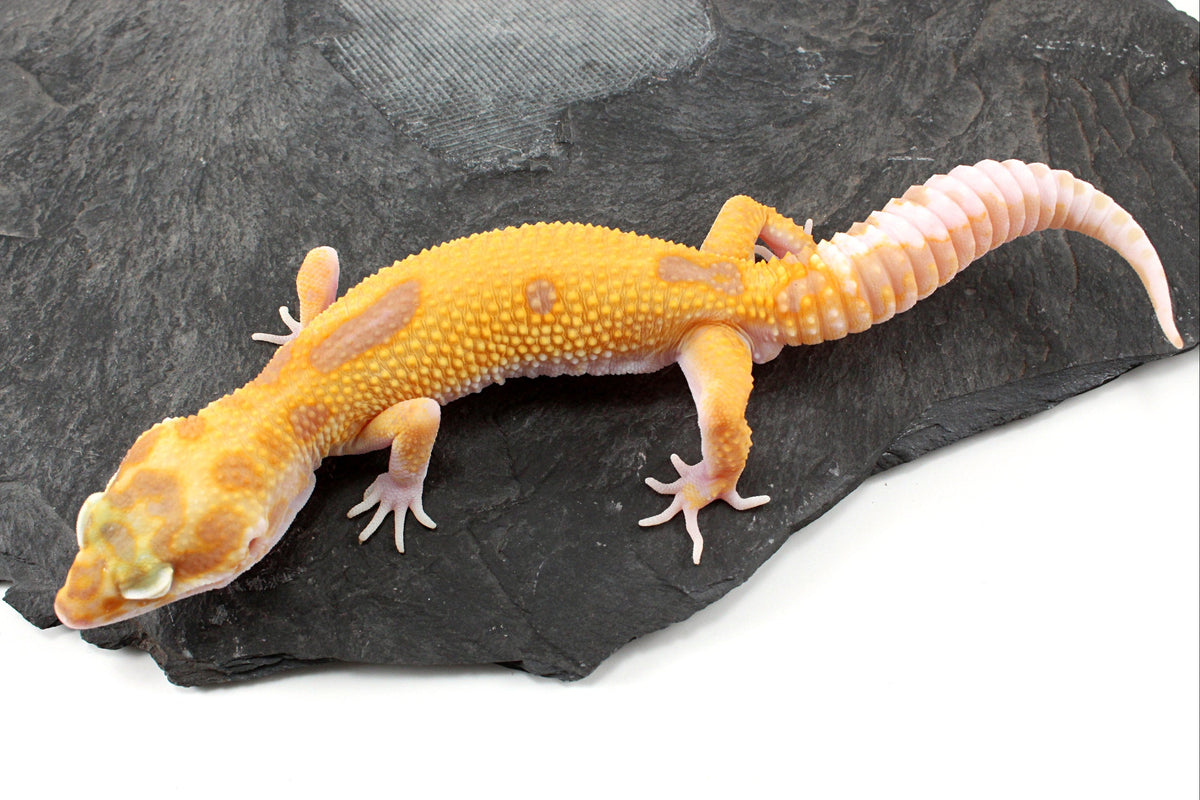 RAPTOR Leopard Gecko