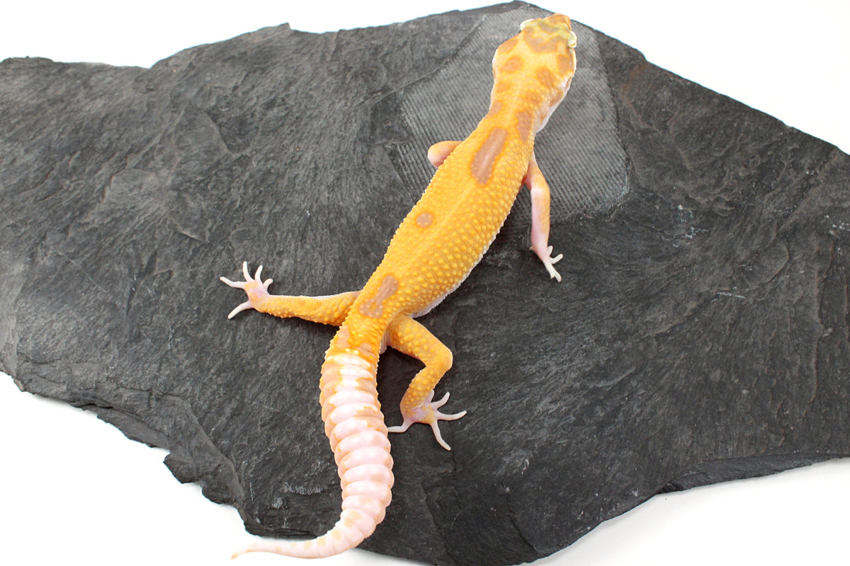 RAPTOR Leopard Gecko