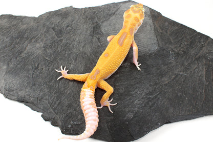 RAPTOR Leopard Gecko