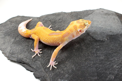 RAPTOR Leopard Gecko
