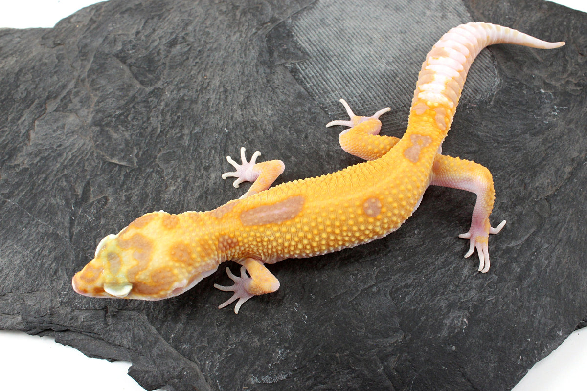 RAPTOR Leopard Gecko