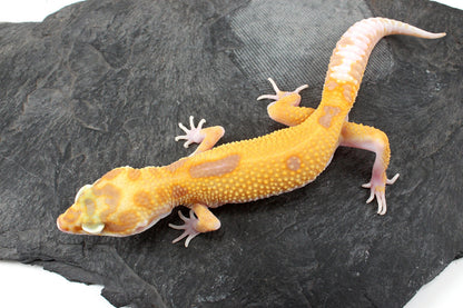 RAPTOR Leopard Gecko