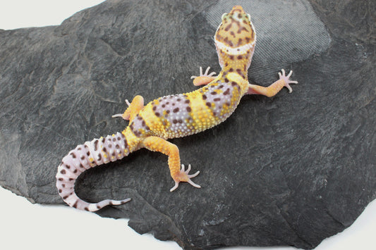 High Yellow Leopard Gecko