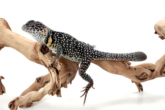 CB Eastern Collared Lizard - Regen Tail