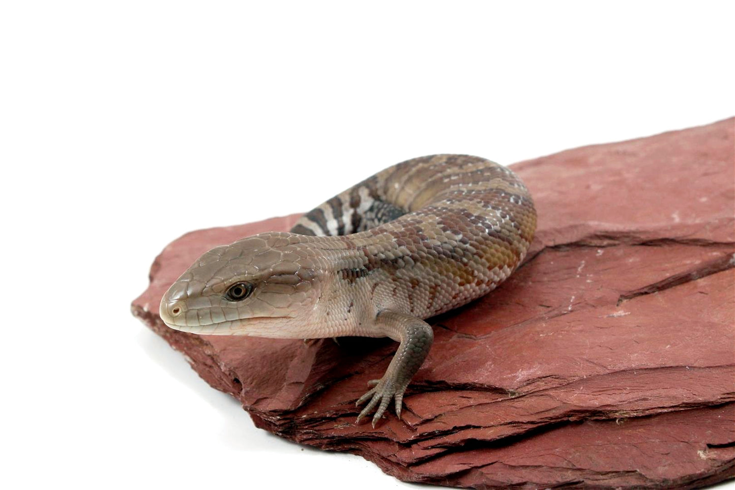 CB Northern Blue Tongue Skink