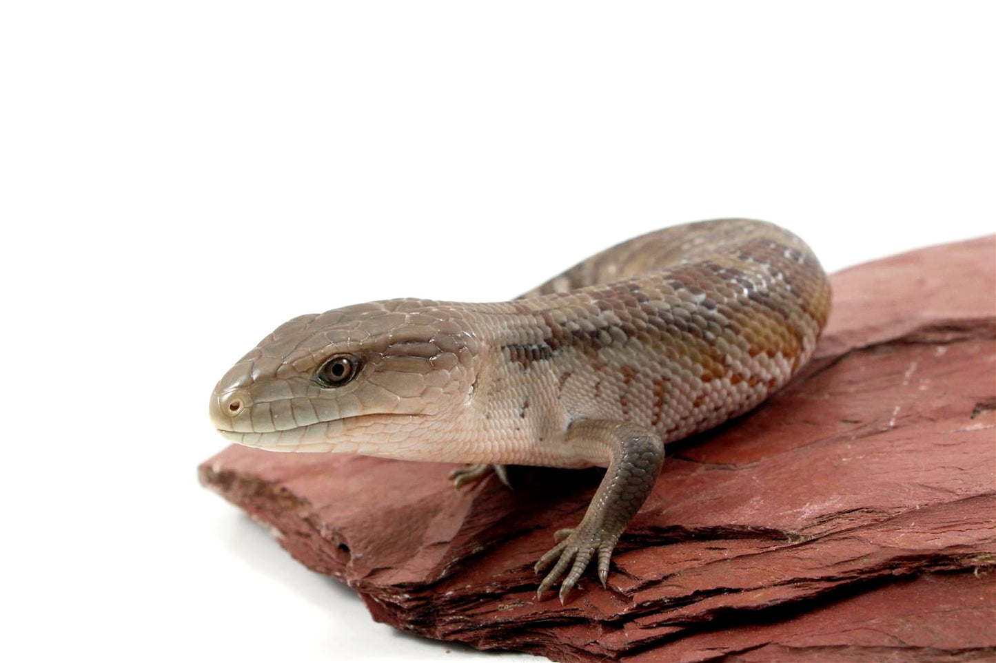 CB Northern Blue Tongue Skink