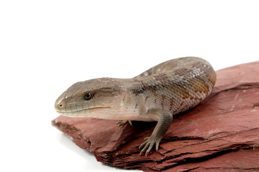 CB Northern Blue Tongue Skink