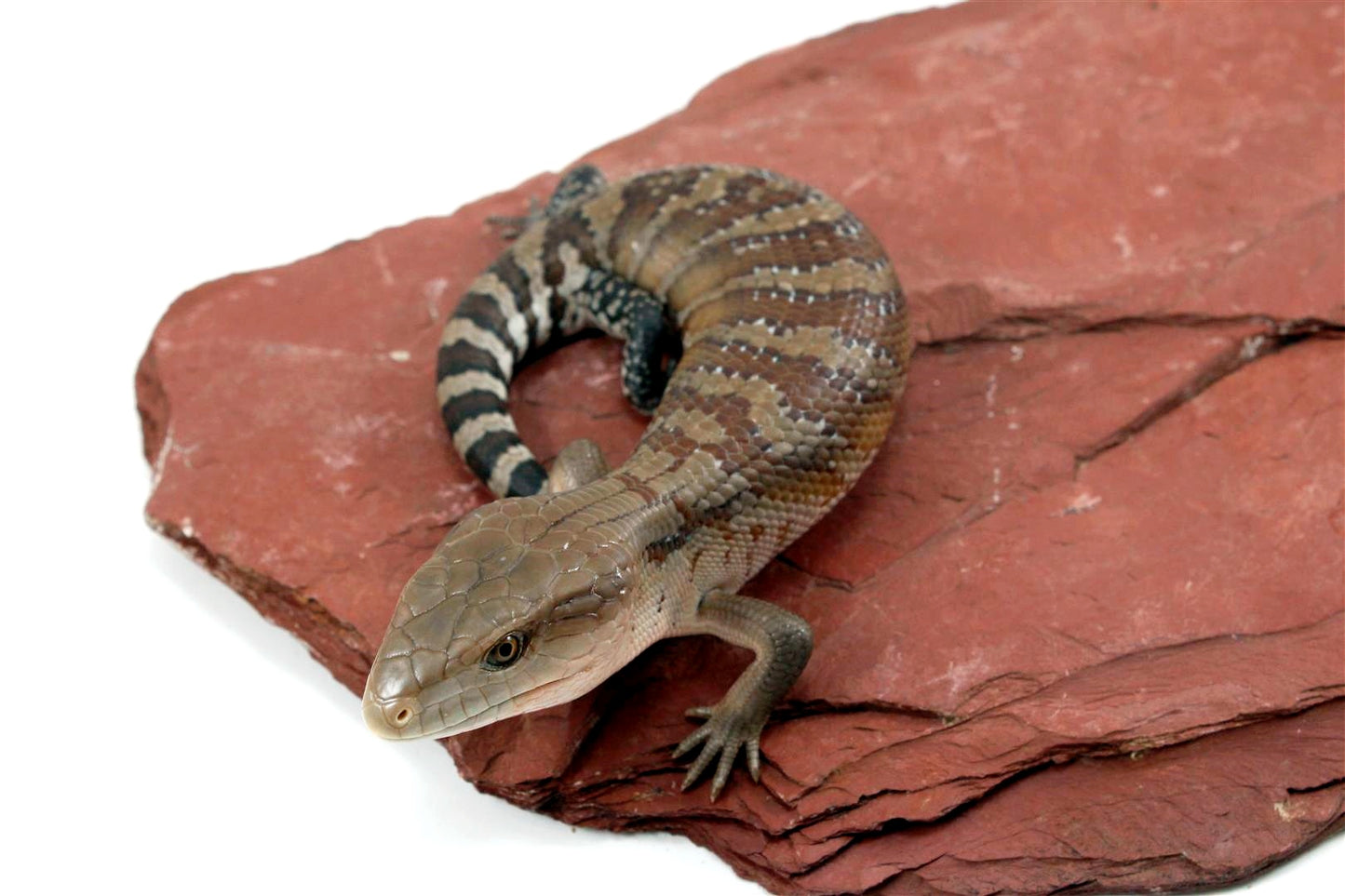 CB Northern Blue Tongue Skink