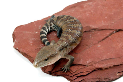 CB Northern Blue Tongue Skink