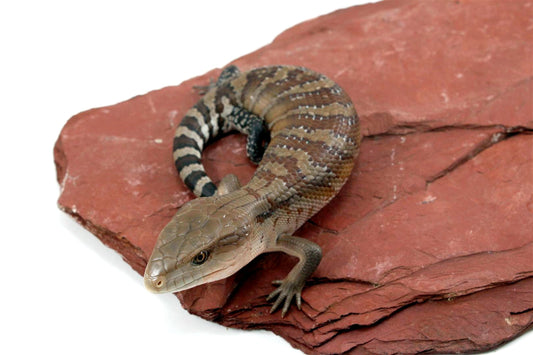 CB Northern Blue Tongue Skink All Reptiles