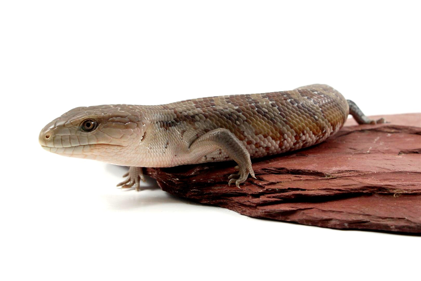 CB Northern Blue Tongue Skink