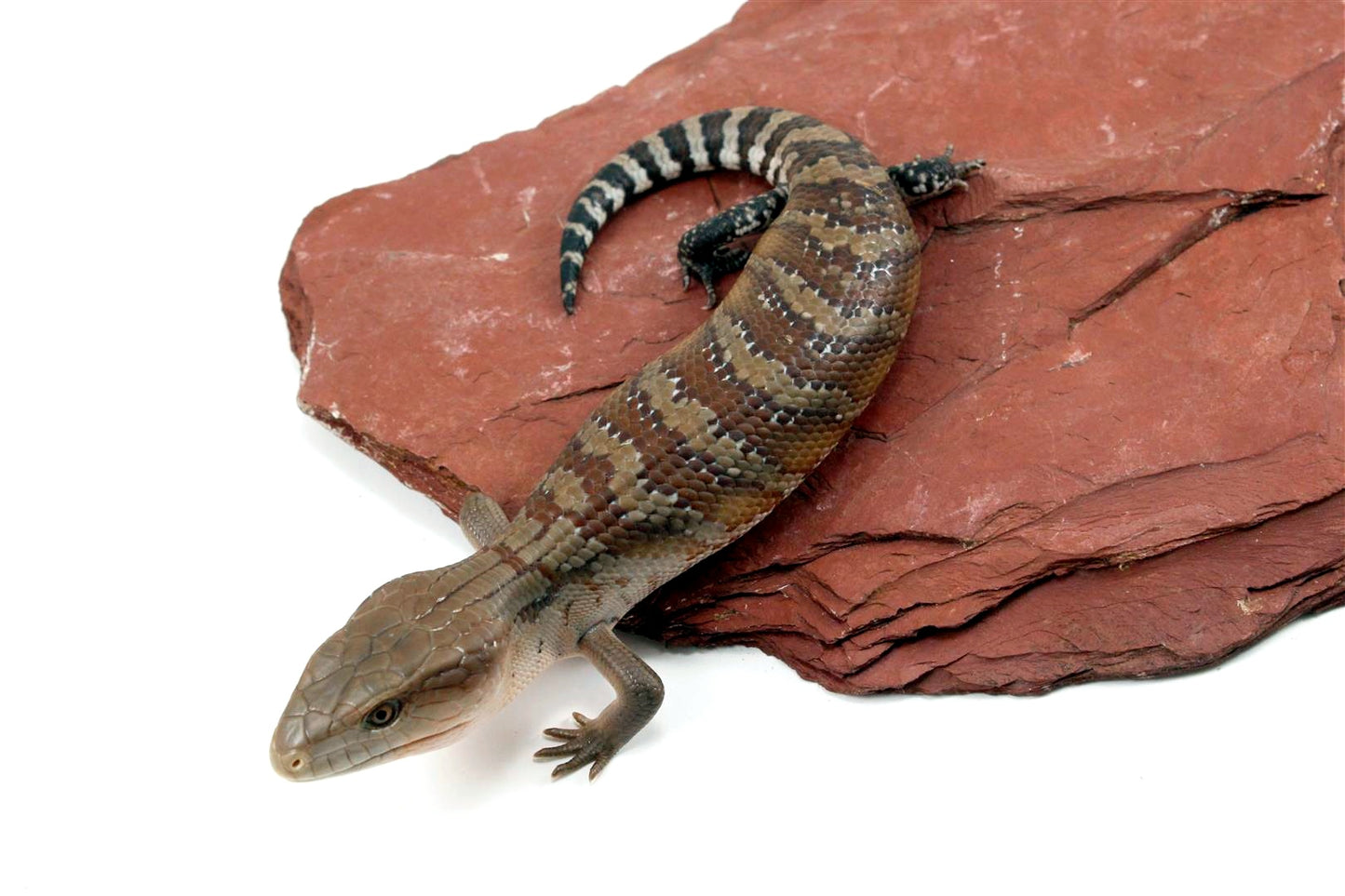 CB Northern Blue Tongue Skink