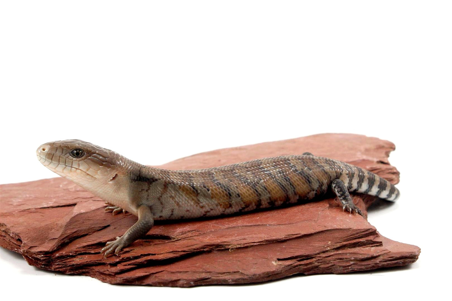 CB Northern Blue Tongue Skink