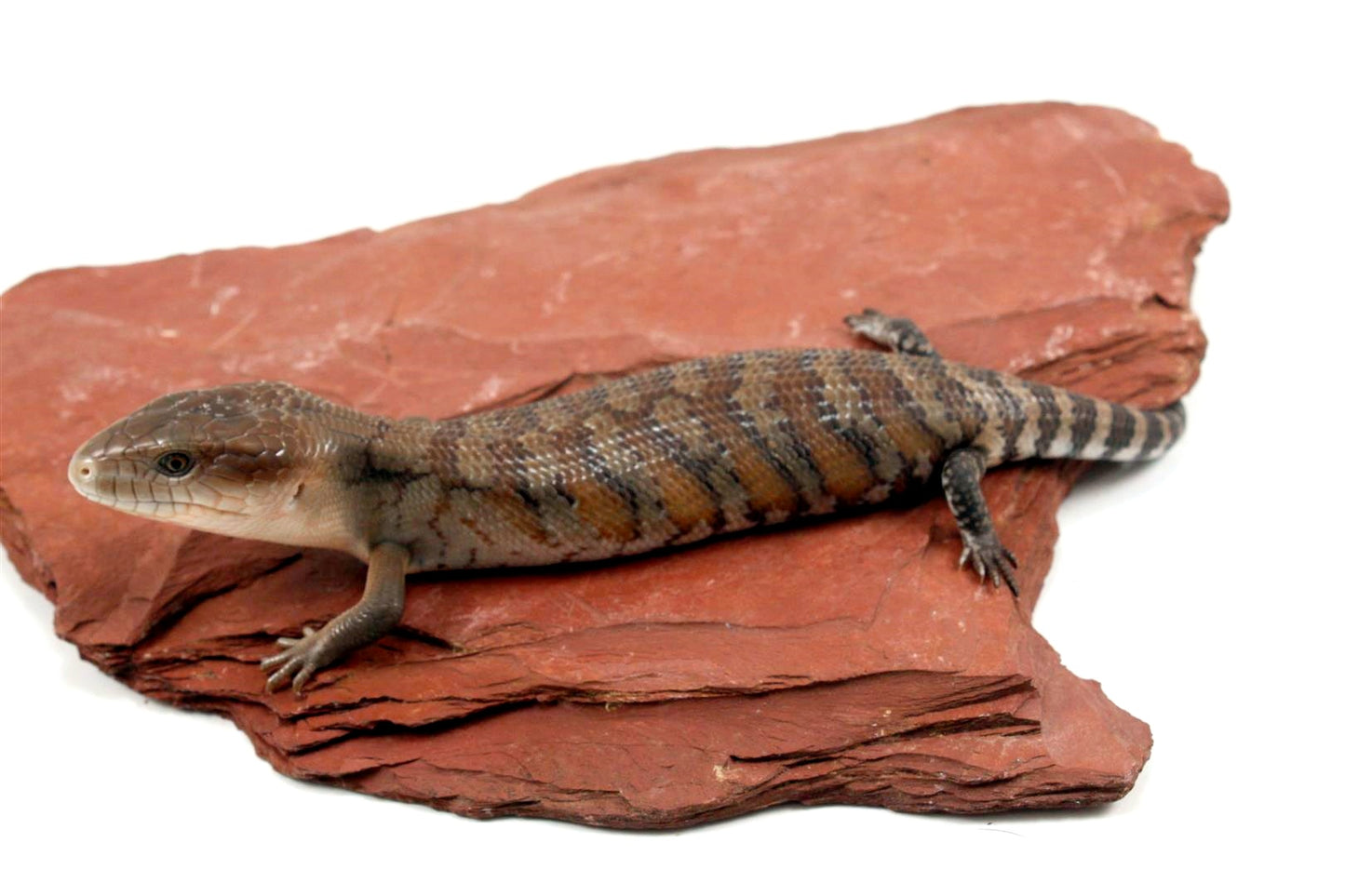 CB Northern Blue Tongue Skink