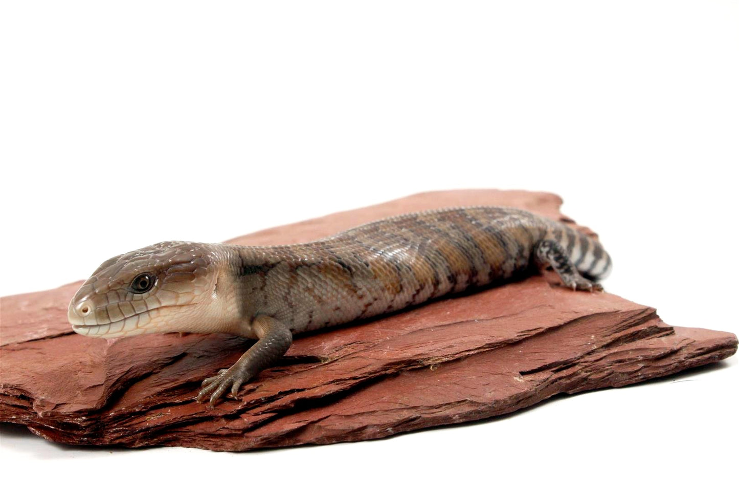 CB Northern Blue Tongue Skink