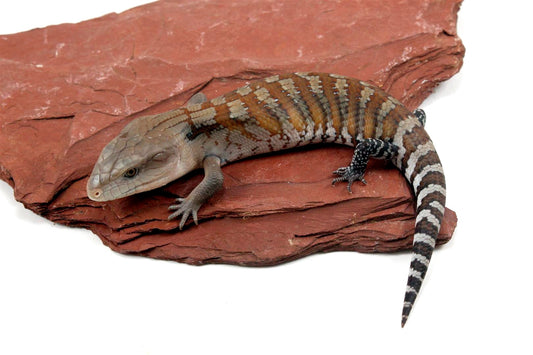 CB Northern Blue Tongue Skink
