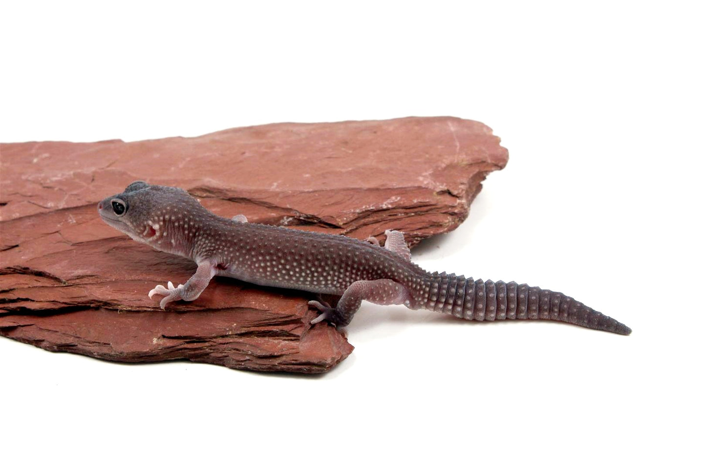 Mack Snow Blizzard Leopard Gecko - Imperfect