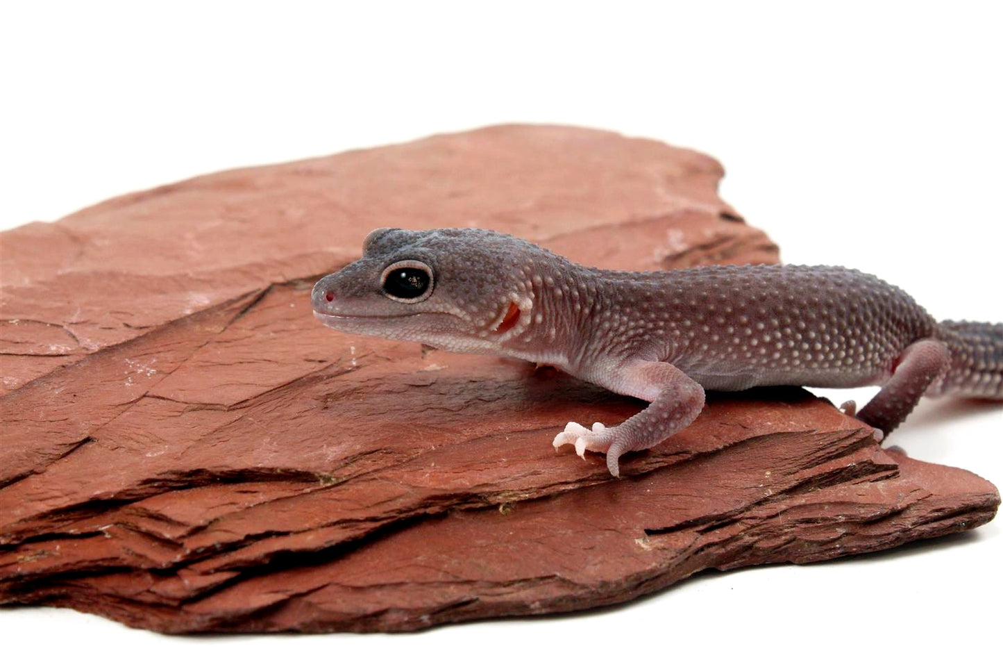 Mack Snow Blizzard Leopard Gecko - Imperfect