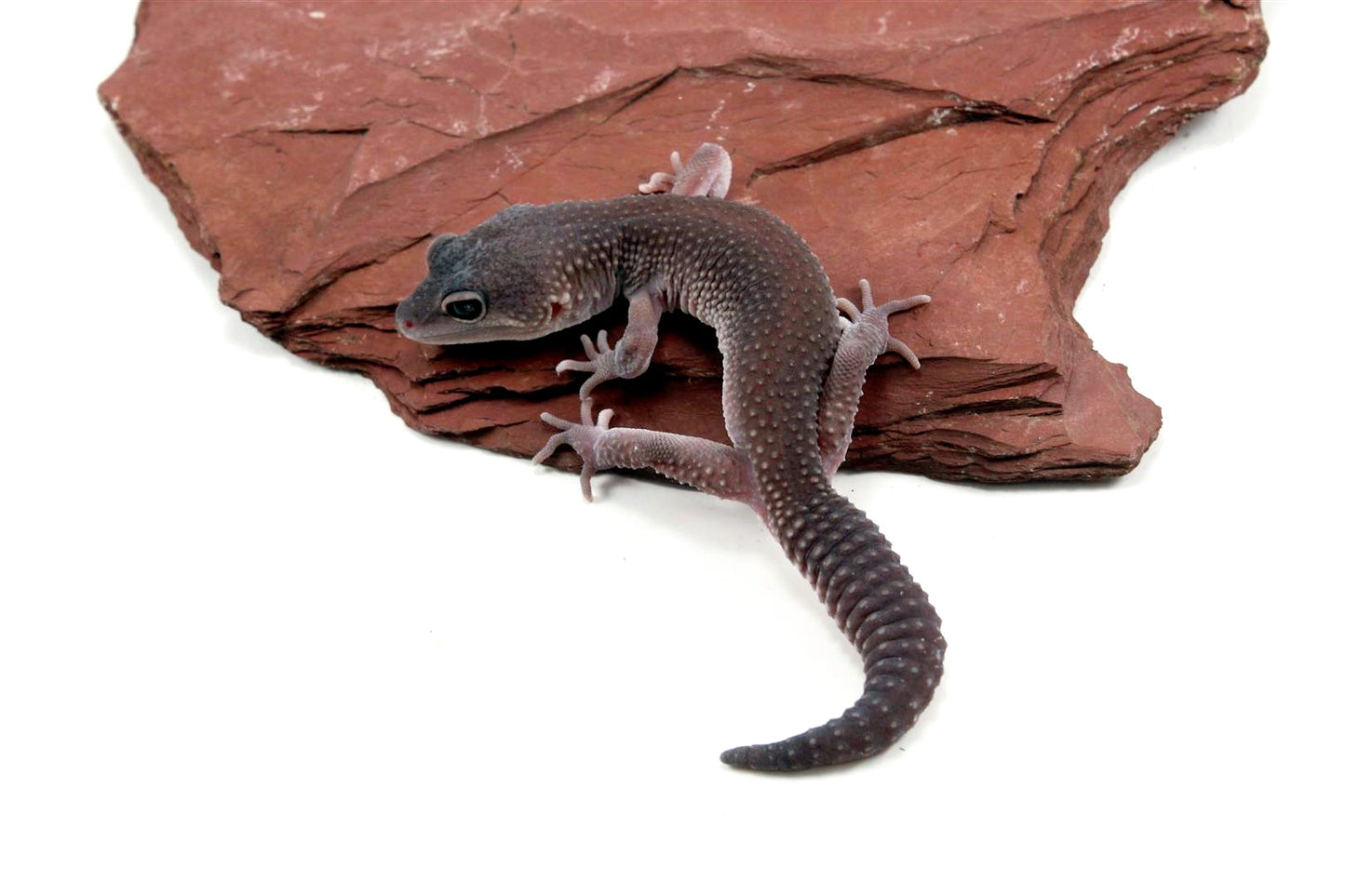 Mack Snow Blizzard Leopard Gecko - Imperfect