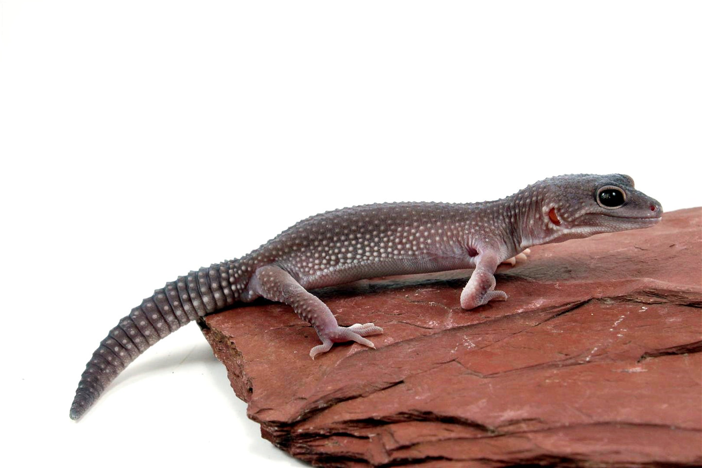 Mack Snow Blizzard Leopard Gecko - Imperfect