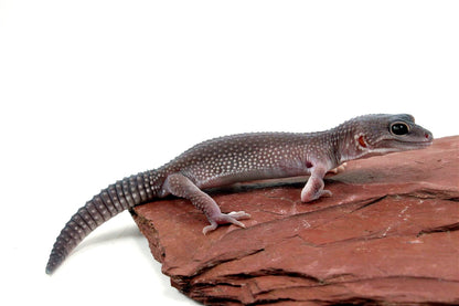 Mack Snow Blizzard Leopard Gecko - Imperfect