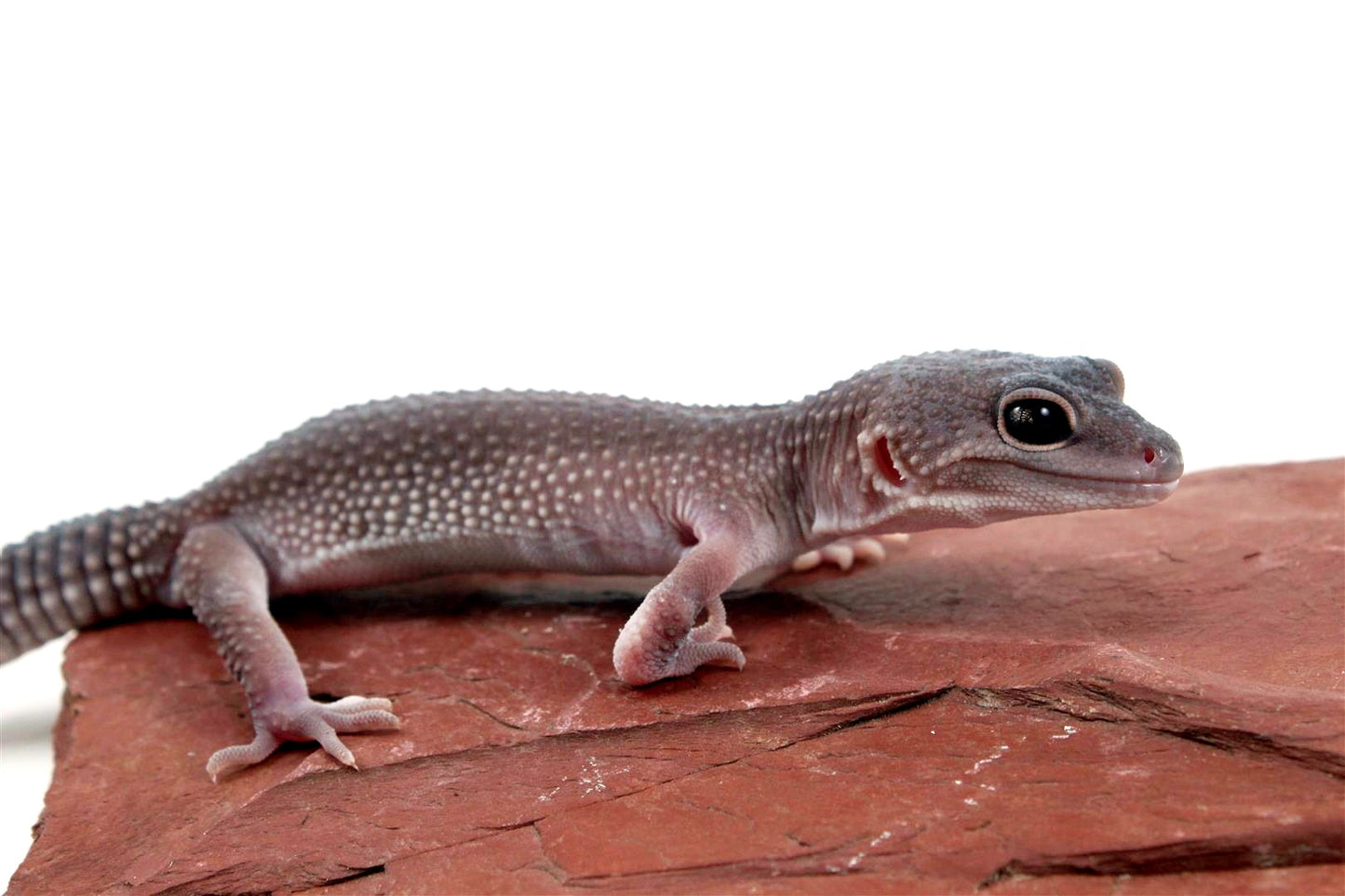 Mack Snow Blizzard Leopard Gecko - Imperfect