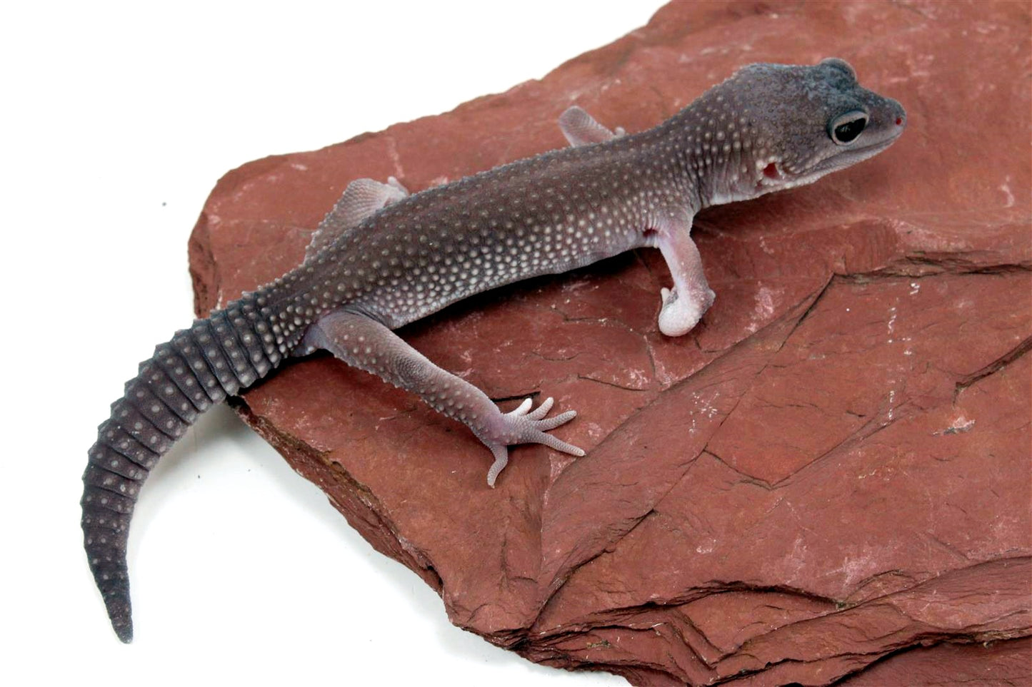 Mack Snow Blizzard Leopard Gecko - Imperfect