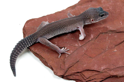 Mack Snow Blizzard Leopard Gecko - Imperfect
