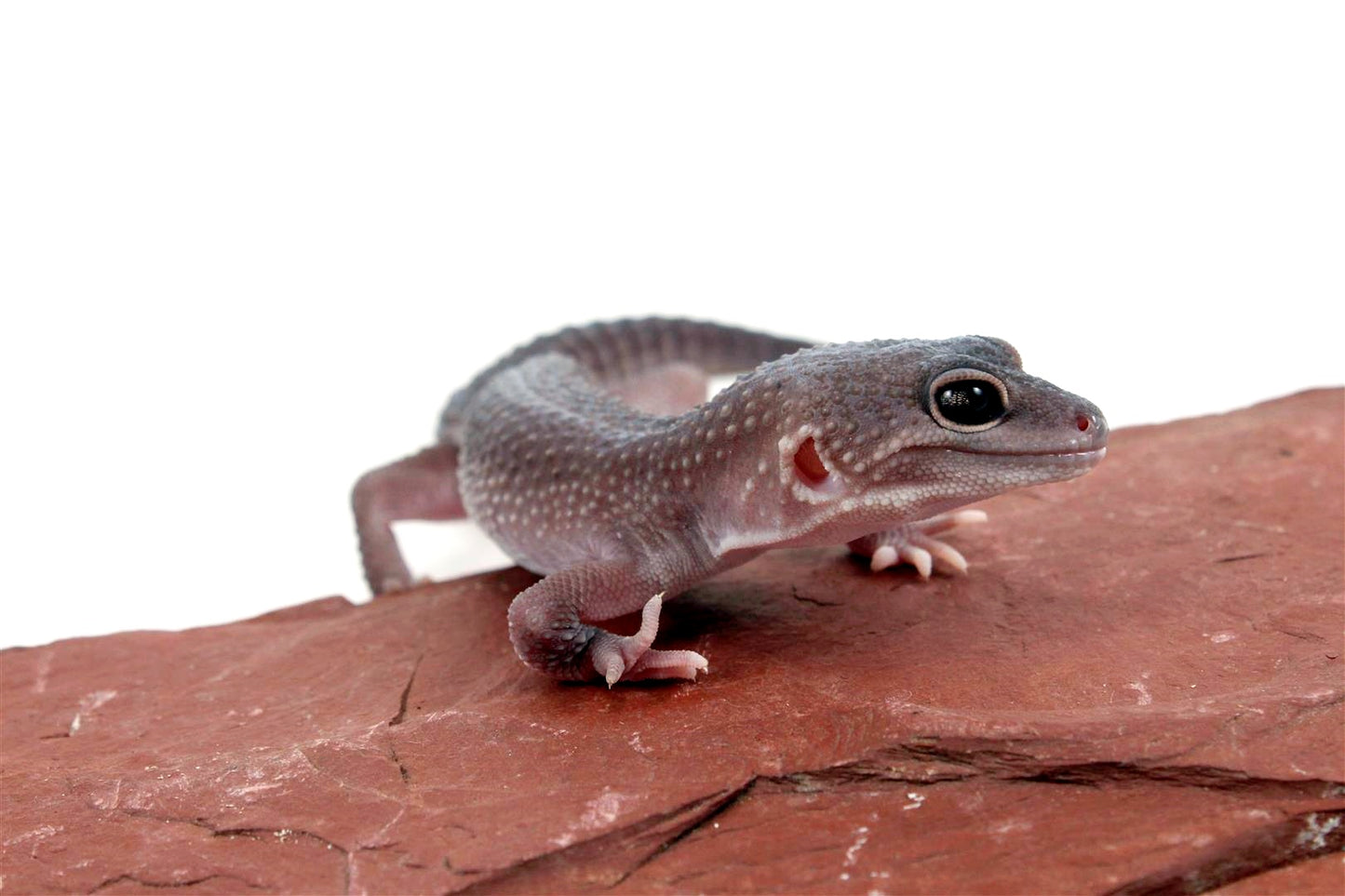 Mack Snow Blizzard Leopard Gecko - Imperfect