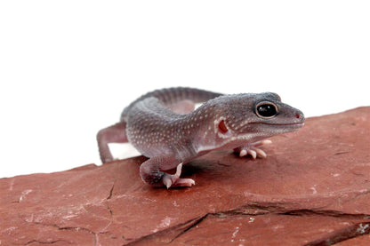 Mack Snow Blizzard Leopard Gecko - Imperfect