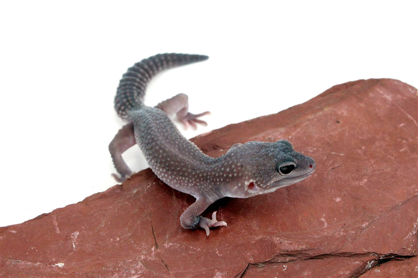 Mack Snow Blizzard Leopard Gecko - Imperfect