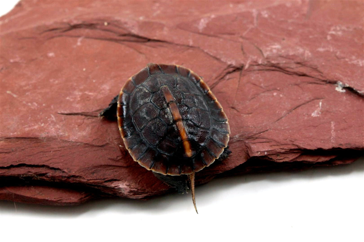 Chinese Box Turtle - All Reptiles