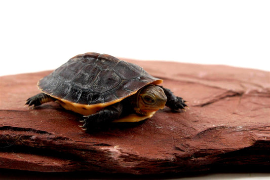 Chinese Box Turtle All Reptiles