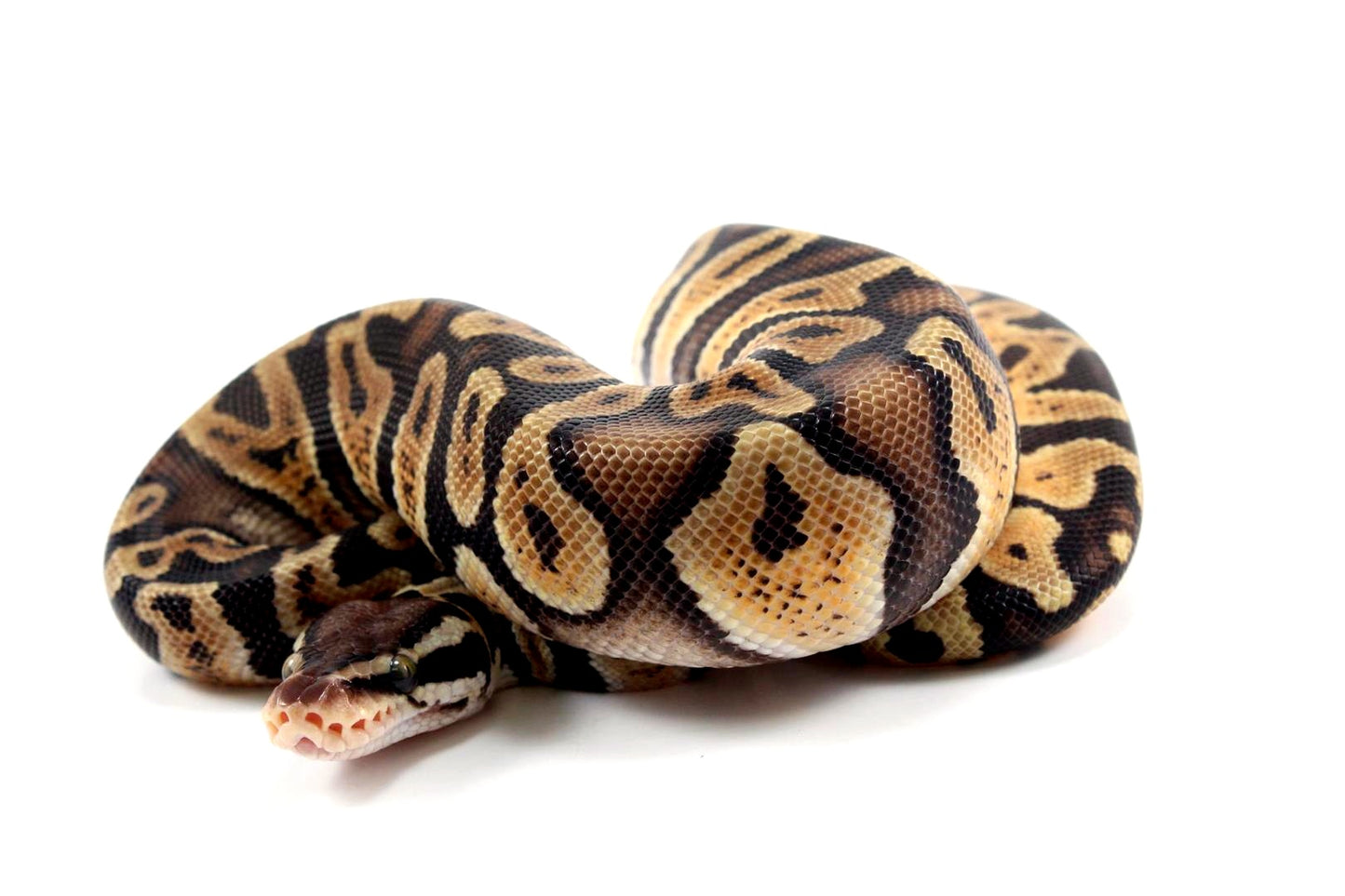 Pastel Orange Dream GHI Ball Python