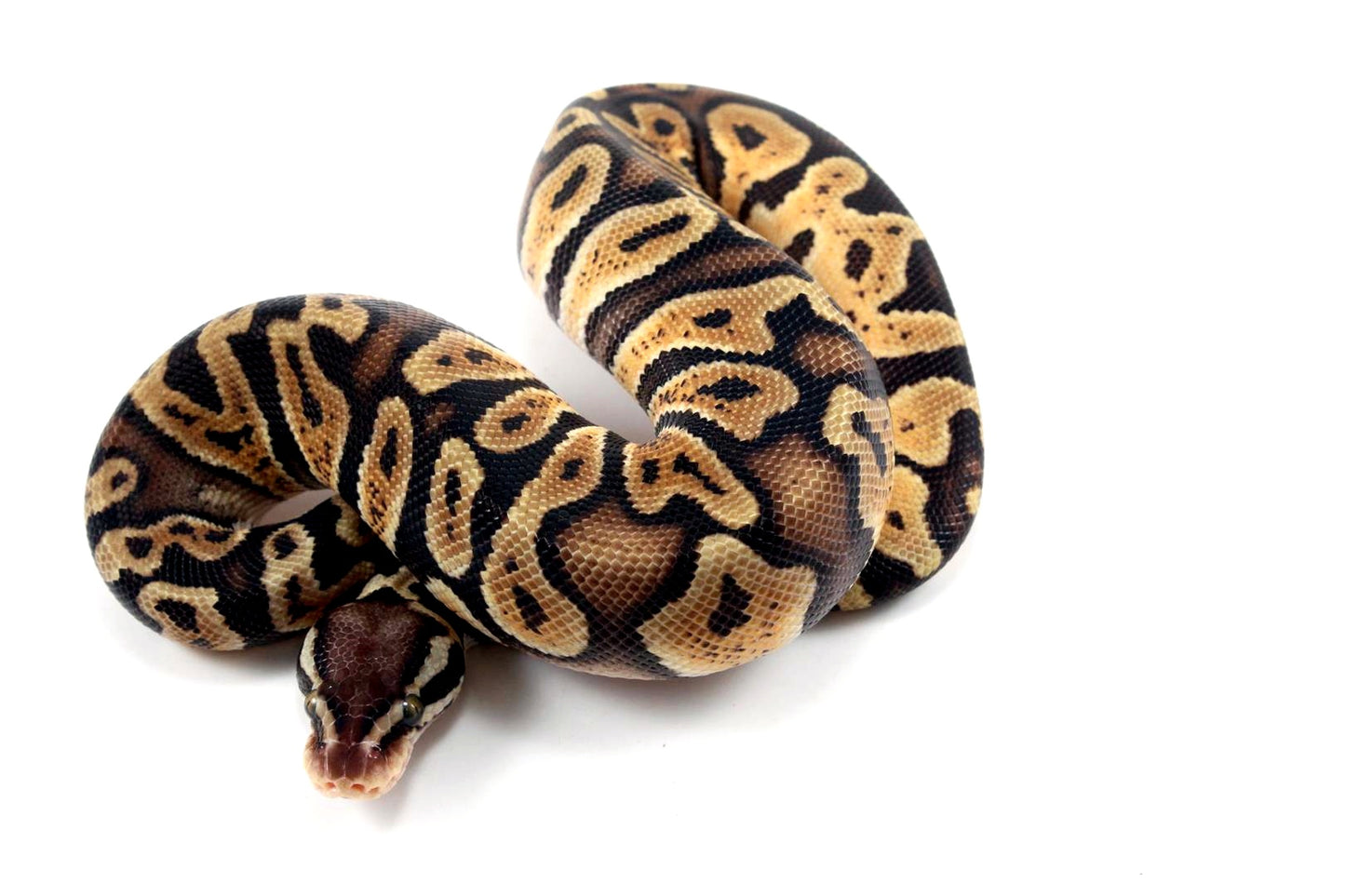 Pastel Orange Dream GHI Ball Python