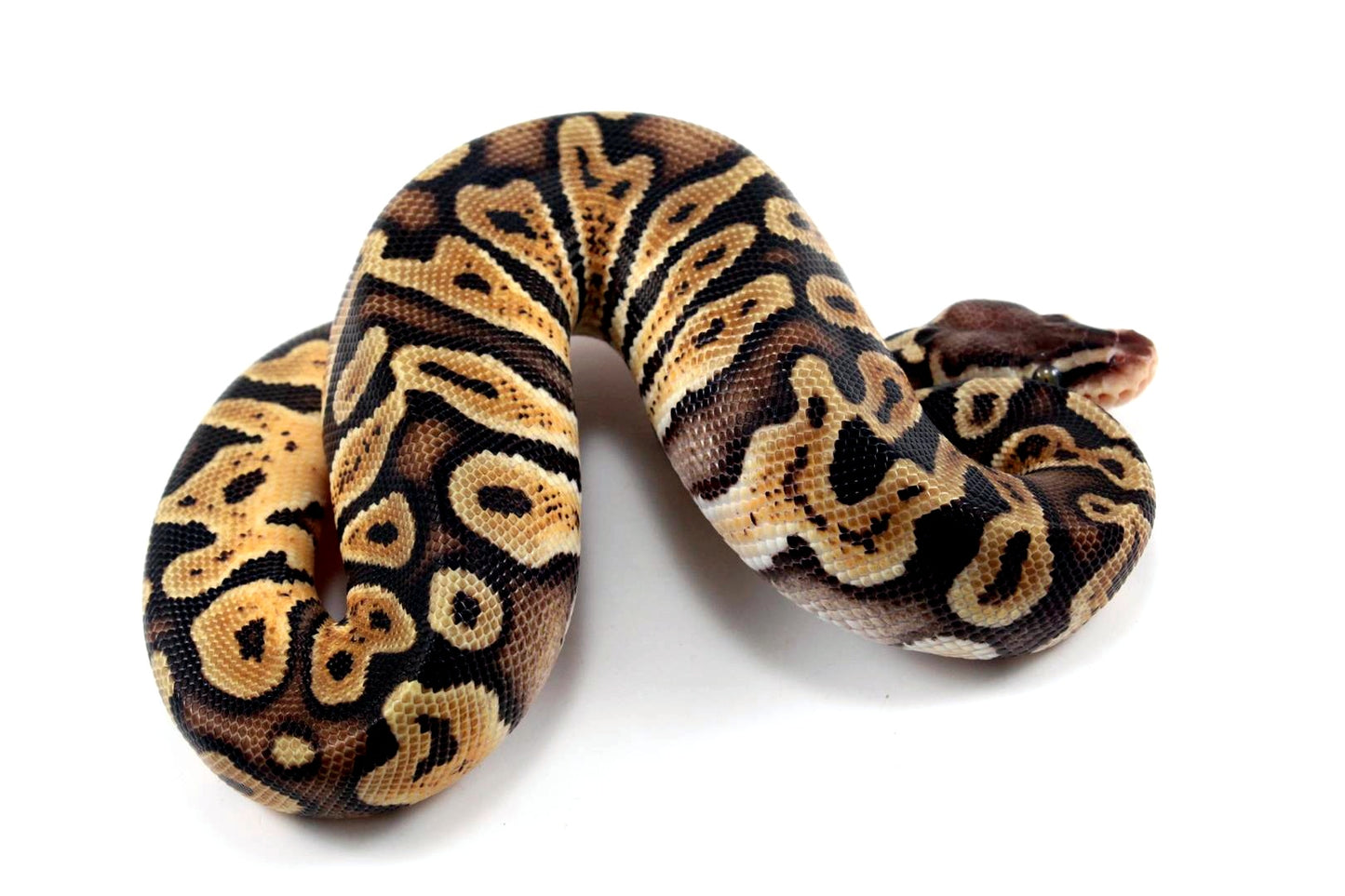 Pastel Orange Dream GHI Ball Python
