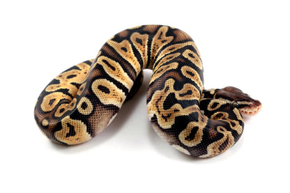 Pastel Orange Dream GHI Ball Python