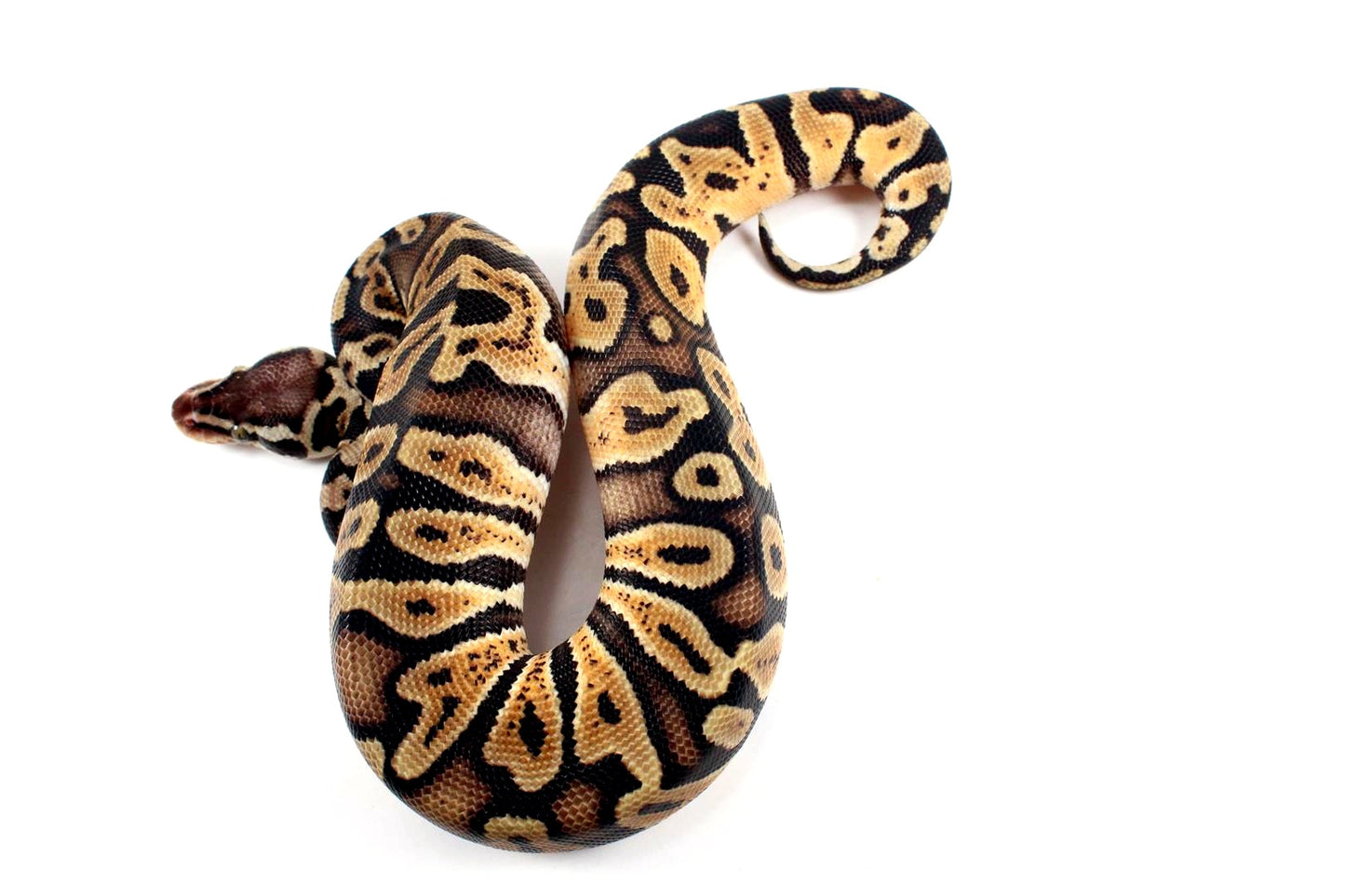Pastel Orange Dream GHI Ball Python