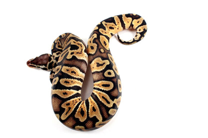 Pastel Orange Dream GHI Ball Python
